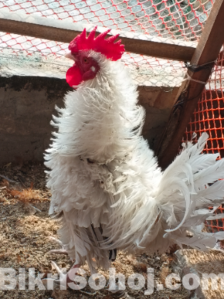 নিউ ডিম পারা ফ্রিজেল মুরগী বিক্রি করা হবে